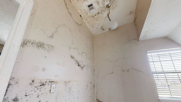  , WY Mold Removal Pros